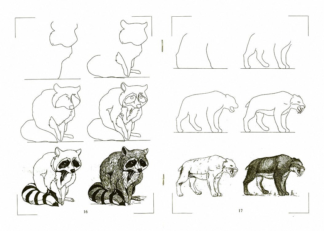 Животное рисунок 7 класс. Зарисовки диких животных. Этапы рисования животных. Рисунки животных карандашом. Рисование диких животных.